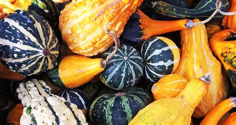 gourd meaning|how to dry out a gourd.